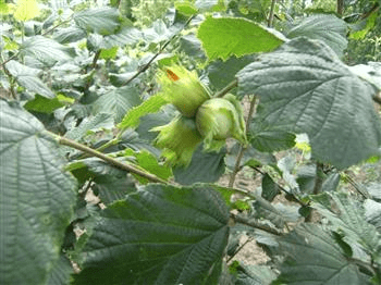 Des images de diffrentes plantes